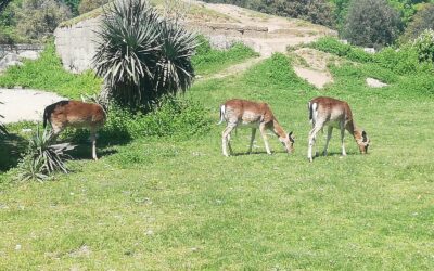 24 nov | IL TEMPO DEL RIPOSO. San Rossore d’Autunno